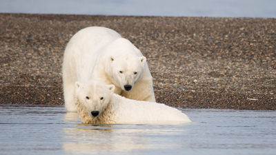 Because climate change is threatening polar bears’ sea ice habitat, they can be found in increasing numbers in and around Kaktovik. // © 2017 Mindy Poder 2