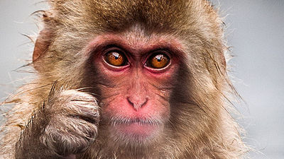 A Japanese macaque relaxes in a hot spring.