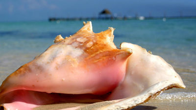 Conch is on the menu in destinations across the Caribbean. // © 2017 Getty Images