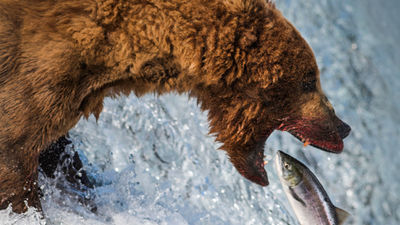 Travel Bucket List: Seeing Brown Bears in Alaska