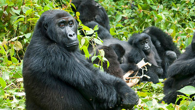 Gorillas are majestic creatures. // © 2018 Getty Images