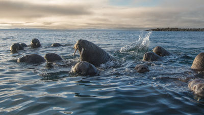 See wildlife during a cruise in Greenland. // © 2018 Andy Mann