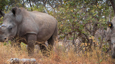 A Guide to Tracking Rhinos in Zimbabwe