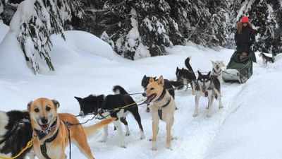 Mountain Man Dog Sled Adventures encourages guests to participate by driving their own sled. // © 2013 Mindy Poder 2