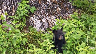 Alaska Wildlife Conservation Center guests often see bears playing or foraging. // © 2014 Thinkstock 2