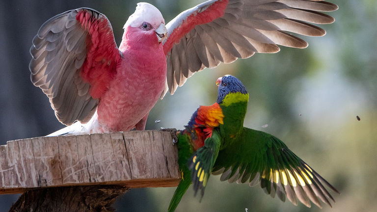The Woods Farm features numerous colorful birds, which add to the magic of the property.