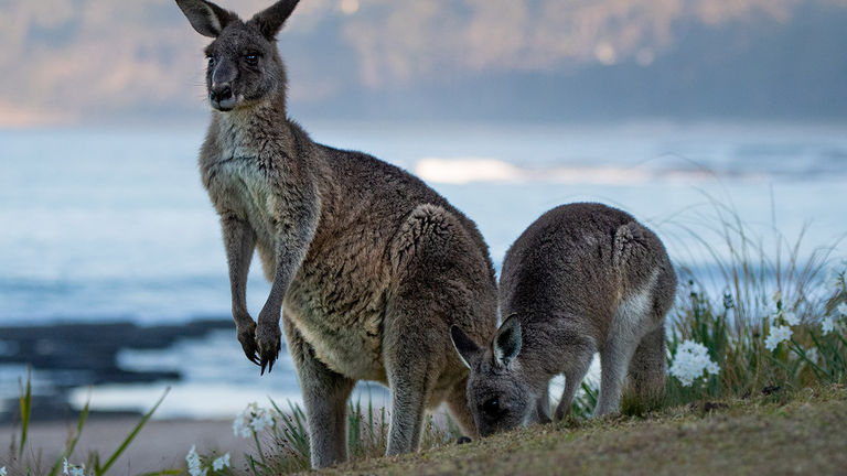 Look out for kangaroos and their joeys hanging out in Pebbly Beach in Murramarang National Park.