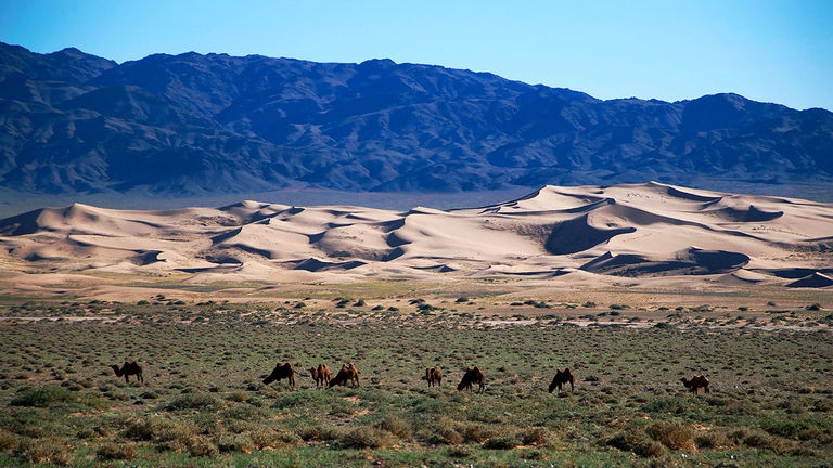 Nicknamed "the Singing Dunes," Khongoryn Els skirts the northern edge of the Gobi Desert.
