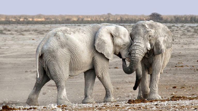 The Namib Desert in Namibia has desert-adapted elephants that go days without water.