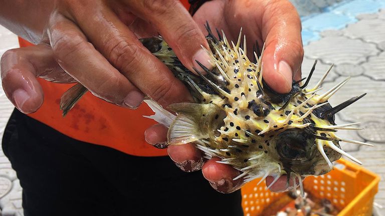 Hold a pufferfish during a tour with Marine Leisure Farm.