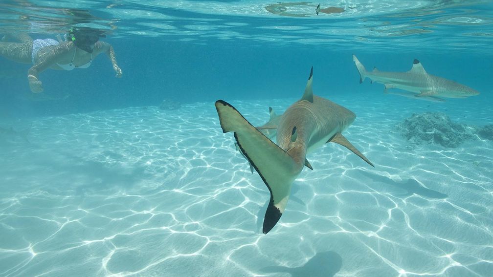 French Polynesia’s Top Adventures According to Experts