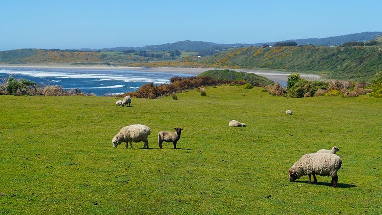 Chiloe's strong farming heritage has created many opportunities for agritourism activities.