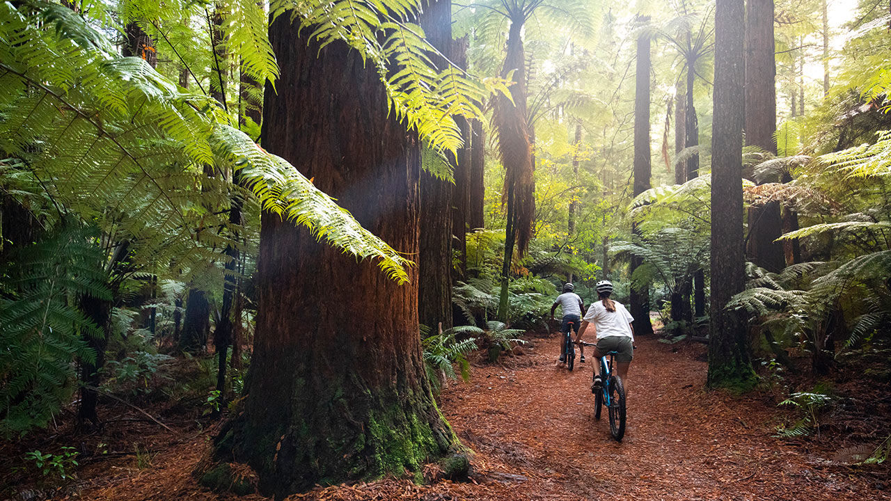 Redwood mtb park store
