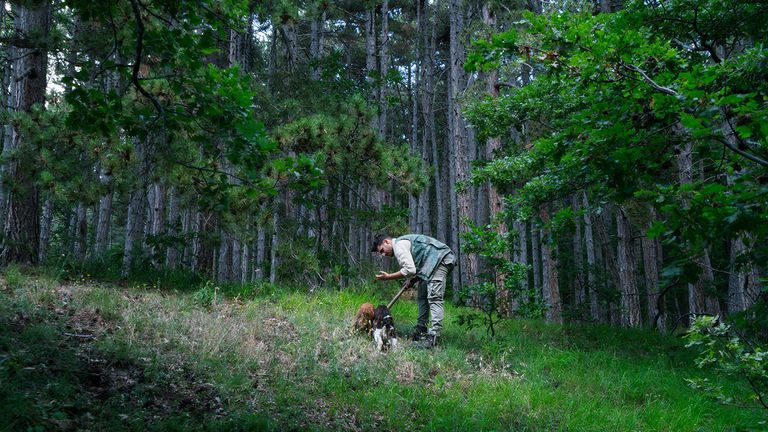 Trained dogs can lead the search for truffles.