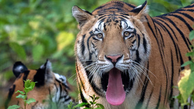Bengal tigers are India’s national animal.