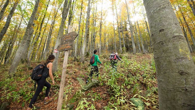 Visitors can hike through a birch forest.