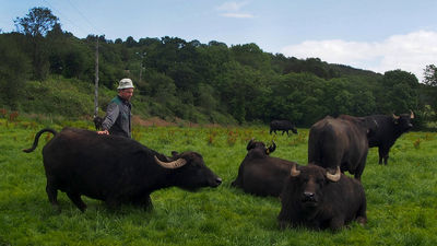 The tour includes a stop at a remote water buffalo farm.