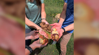 Clients may gather edibles such as scaly hedgehogs, turkey tails and king boletes.
