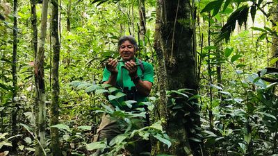 An Amazon Rainforest Eco-Cruise Along Brazil's Rio Negro
