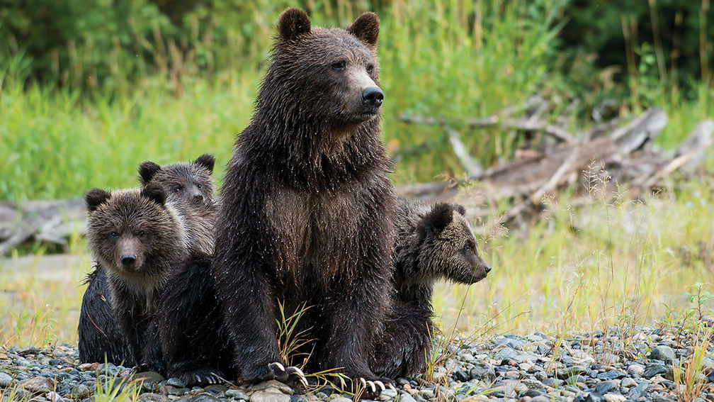 Tracking Grizzly Bears in British Columbia