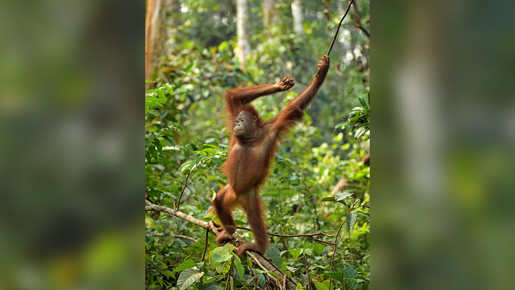 Travel Bucket List: Up Close and Personal With Borneo’s Orangutans