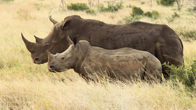 Rhino dehorning dissuades poachers.