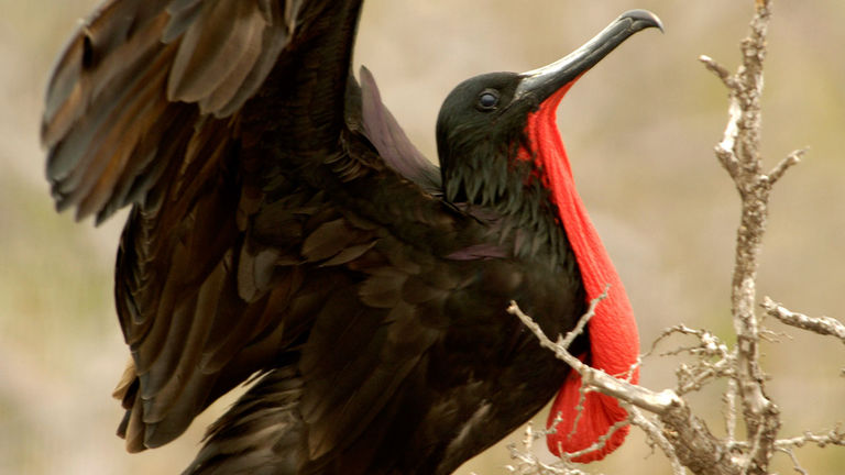 The magnificent frigatebird is only found in the Galapagos.