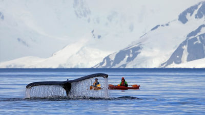 Kayaking With Whales in Antarctica