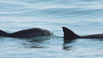 The vaquitas, one the most endangered species in the world, need travelers’ help. // © 2017 Creative Commons user semarnat