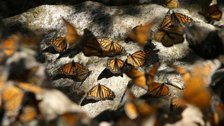 Monarch butterflies swarm to Michoacan in central Mexico during the winter to seek out a warmer climate.