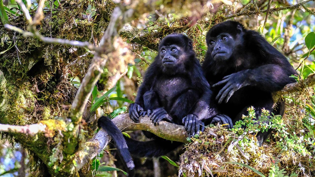 Get Back in Touch With Nature at Costa Rica's Monteverde Region