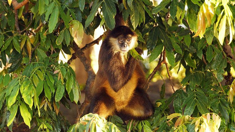 Get up close with wildlife in Nicaragua.