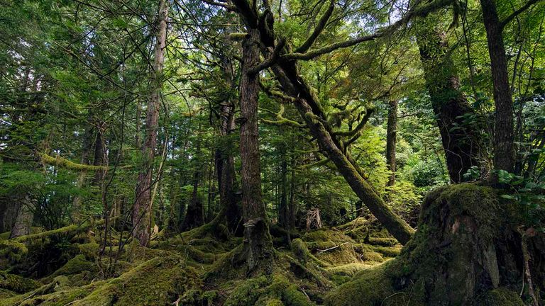 Trek through mossy temperate rainforests in Haida Gwaii, British Columbia.