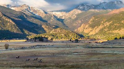 Elk graze in the lush meadows of Moraine Park at Rocky Mountain National Park. // © 2017 Rocky Mountain National Park