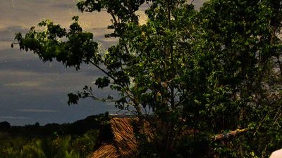 SUP Tours Philippines’ Firefly Tour takes travelers to the “Mother Tree” that becomes illuminated by fireflies at night. // © 2017 SUP Tours Philippines