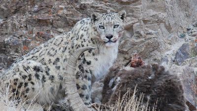 The Snow Leopard Conservancy India Trust will facilitate Himalayan Homestays, allowing travelers to learn about the local culture and wildlife, and contribute to the local economy.