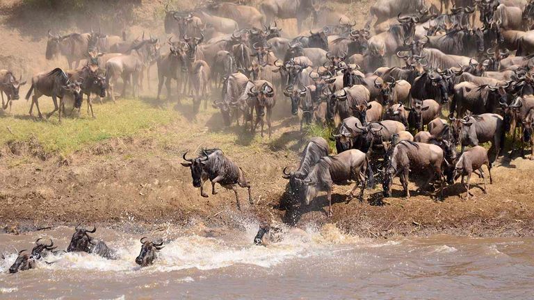 Vast hordes of wildebeest must often cross rivers along their migration path, leaving them open to attacks from lions and crocodiles.
