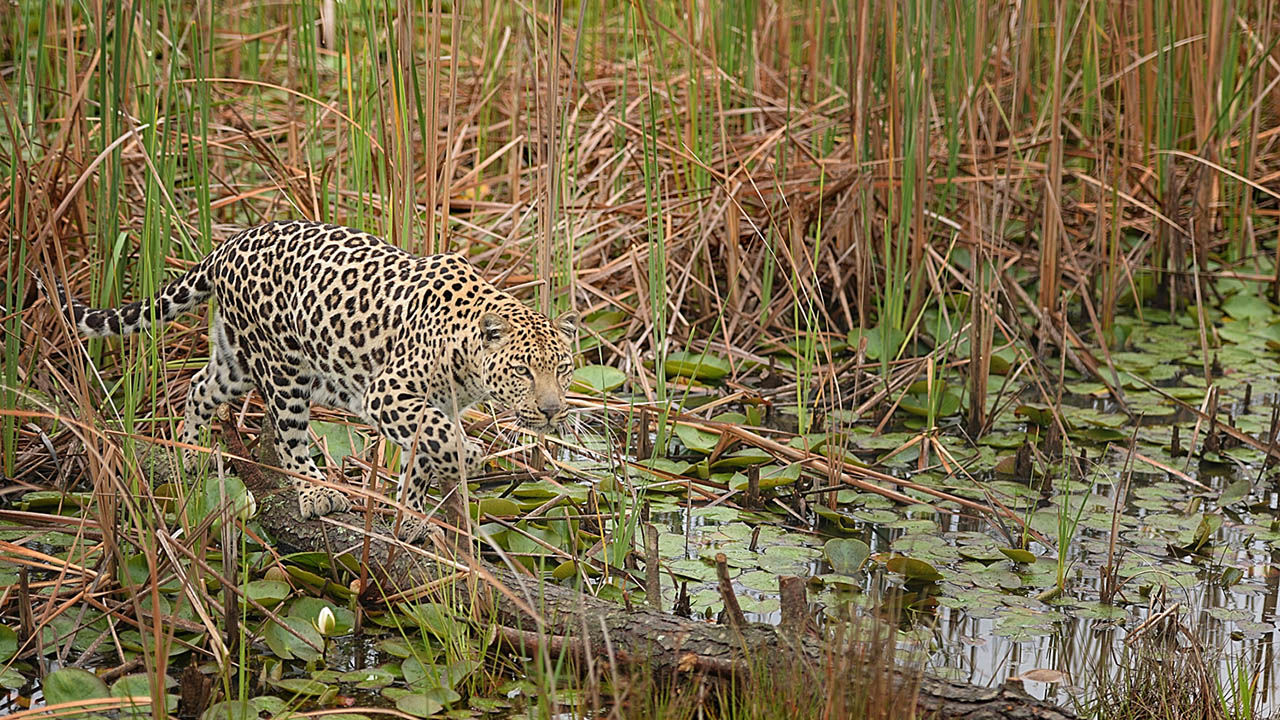 New Tourism Guidelines Help Clarify How to Treat Captive Animals