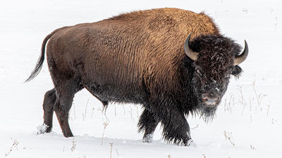 Travel Bucket List: Animal Encounters at Yellowstone National Park