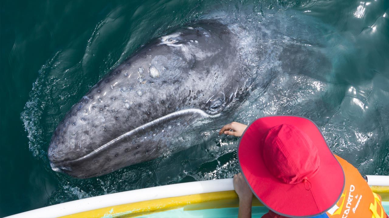 Guests of Sea Kayak Adventures stay on Santo Domingo barrier island for three days to immerse themselves in whale watching.