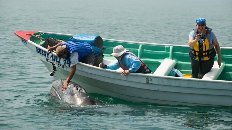 bajawhalewatchingbesttour