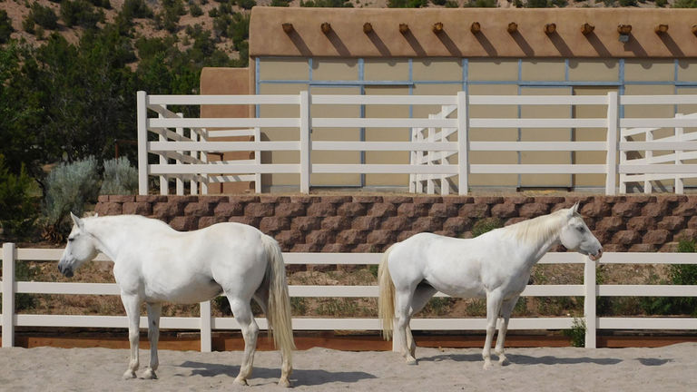 Learn leadership skills from an unconventional teacher through the Equus program.