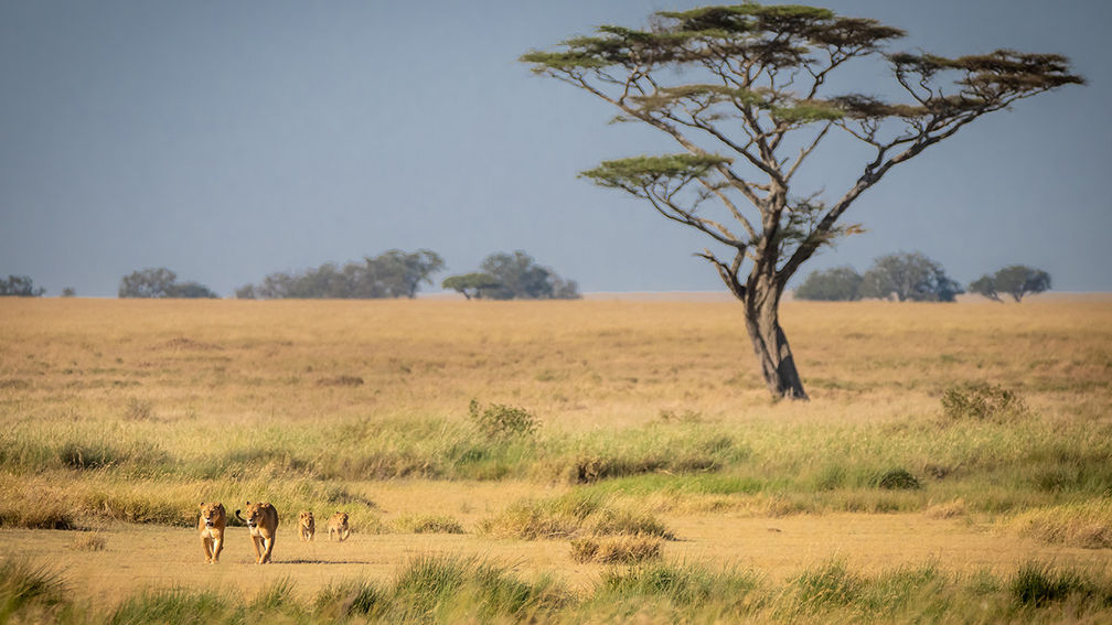 Hotel Review: Kichakani Serengeti Camp