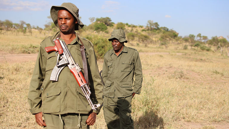 Armed park rangers ensure the group’s safety as they walk through the Serengeti.