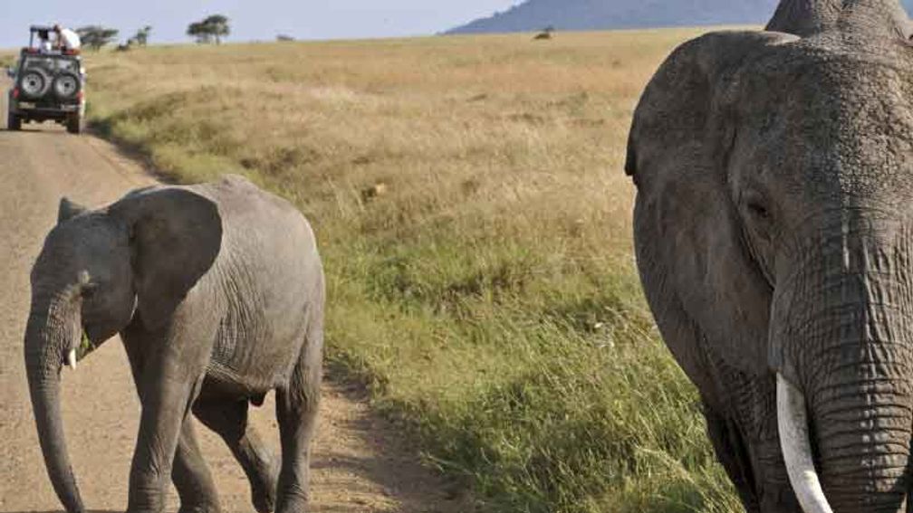 Damaraland is home to desert-adapted species, including elephants. // © 2014 Thinkstock 2