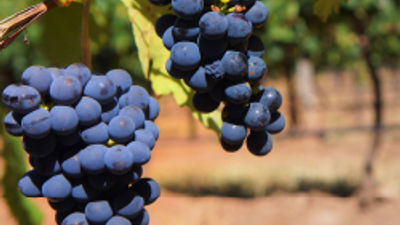 Enjoy Wine and Walks in Northern Spain