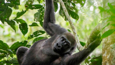 Go Gorilla Tracking With Austin Adventures