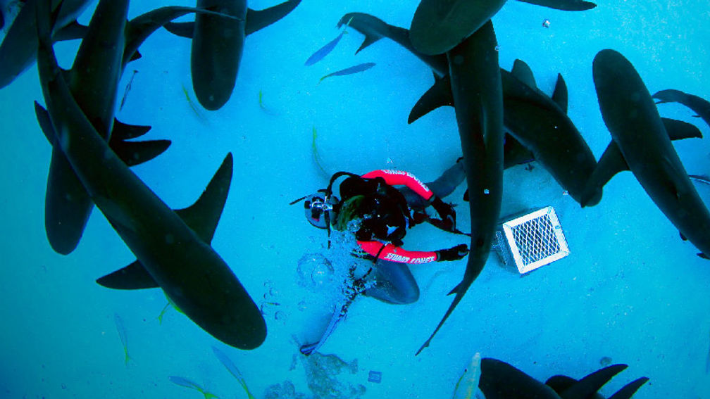 Travelers can swim with tiger sharks in the Bahamas with operator Stuart Cove’s. // © 2016 Stuart Cove’s 3