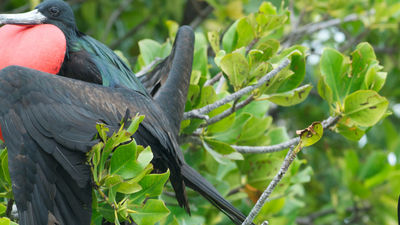 These birds are coming back to the island. // © 2018 Getty Images