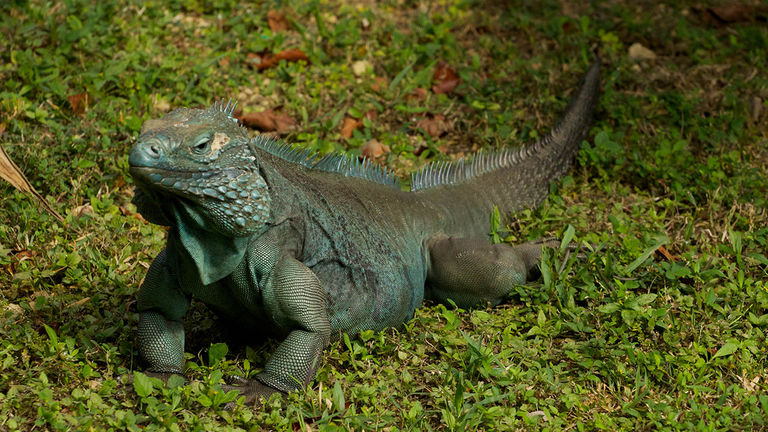 See the Grand Cayman blue iguana at the Queen Elizabeth II Botanic Park on Grand Cayman.